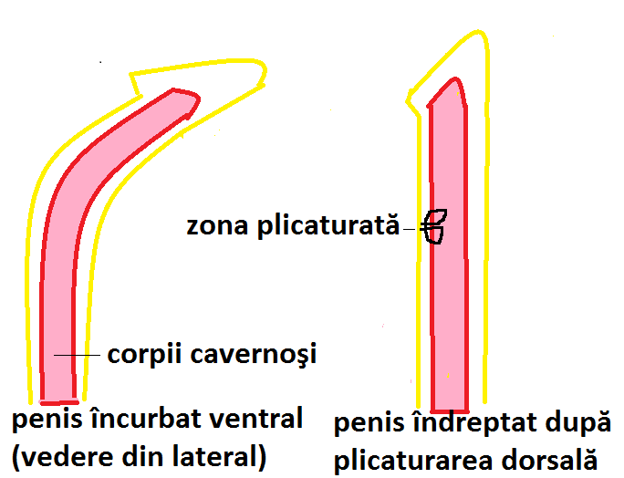 cum se determină mărimea penisului după aspect